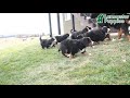 Bernese Mountain Dog dogs for sale: Bubbles - Video 1
