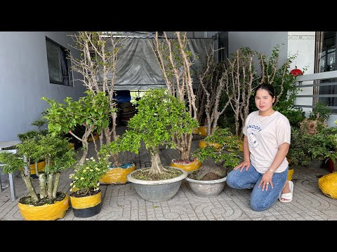 Cây cảnh, hoa kiểng trồng chậu nhiều loại [0939.700449] Thúy An chào bán 27/7 - LTK Bonsai