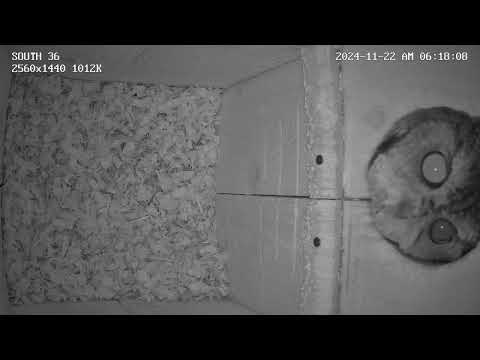 Owl Checks Out The Inside Of Nestbox