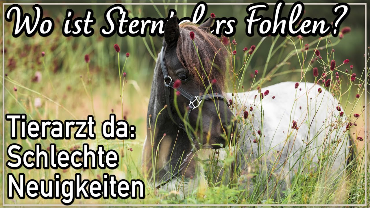 Tierarzt da: Leider keine gute Nachrichten von Sterntalers Fohlen...