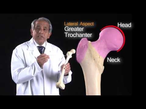 Lower Limb Femur - Anatomy Tutorial
