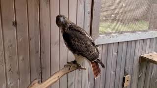 Monday’s at the Mew: Red-tailed Hawks