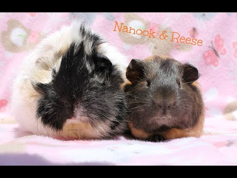 Adoption Stories & Name Meanings: 11 Guinea Pigs & 1 Bunny