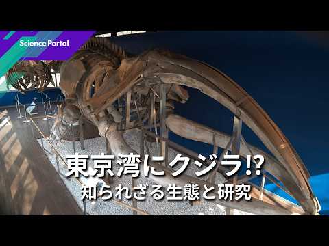 東京湾から紐解く クジラの謎 | Science Portal - 科学技術の最新情報