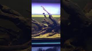 Download lagu Hardscape Kayu Rentek mp3