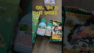 배추???? 정식후 2차 농약방제 ????