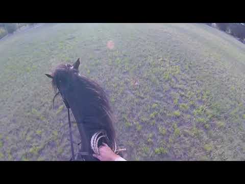 Pesky's workout sun morn trot clockwise 10 12 2017 006