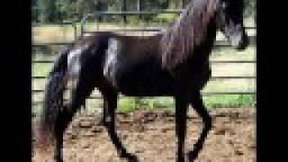 preview picture of video 'Black Morgan stallion at stud Angus, age 3, 2008'