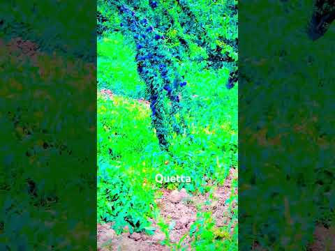 The beauty of Quetta #edit #love #urdupoetry #poetry #keşfet #baby #explore #nature #funny #horse