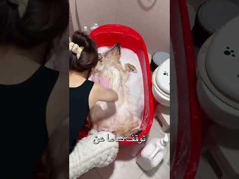 توقف الكلب عن الحركة وفزعت صاحبته #shorts