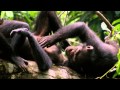 Chimpanzee Official Officiële Disney Teaser Trailer | Disneynature |