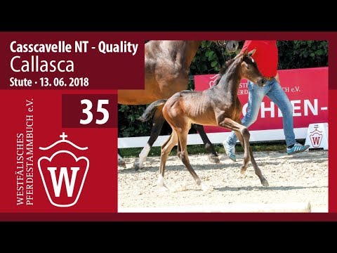 035 SF Callasca SF v. Casscavelle NT -  Quality