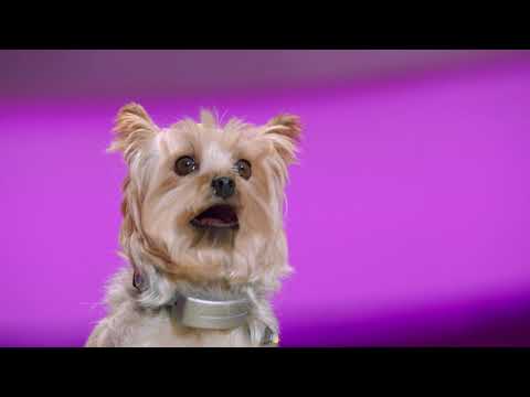 Pup Star Music Video - Right Where I Belong