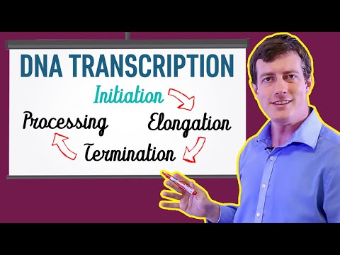 DNA Transcription Made EASY | Part 1: Initiation 🐣