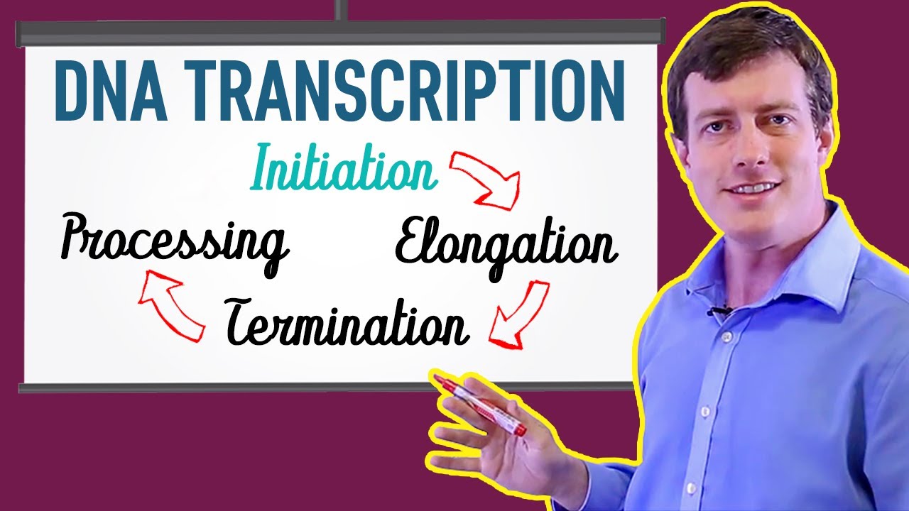 DNA Transcription Made EASY | Part 1: Initiation 🐣