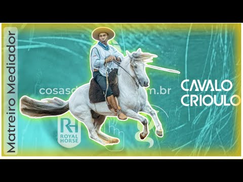 Cavalo Crioulo - Materiro Mediador 