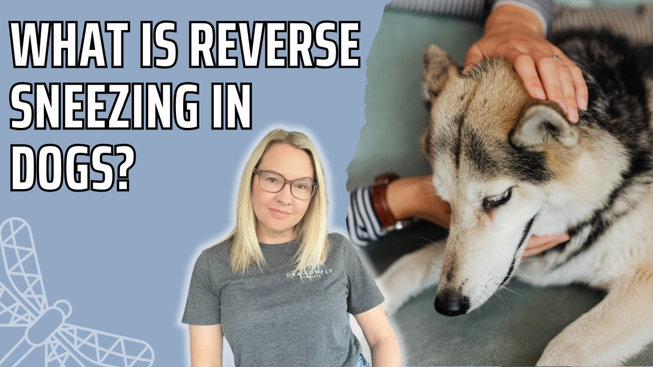 What Is Reverse Sneezing In Dogs?