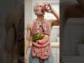 Inside Your Body After Drinking Coca Cola 3D Liquid Digestion Journey