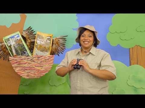 Taste of the Wild Cat Food | Chewy