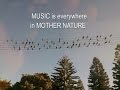 "Birds On Wires" - When Birds become the Notes of a Melody