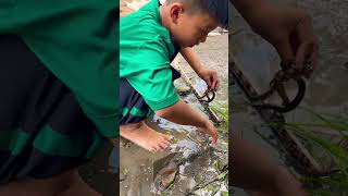 Nuôi 3 con rắn hiền lành - dòng họ với rắn cạp nia