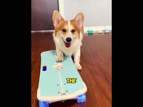 Unbelievable ending…#usa#dog#shorts