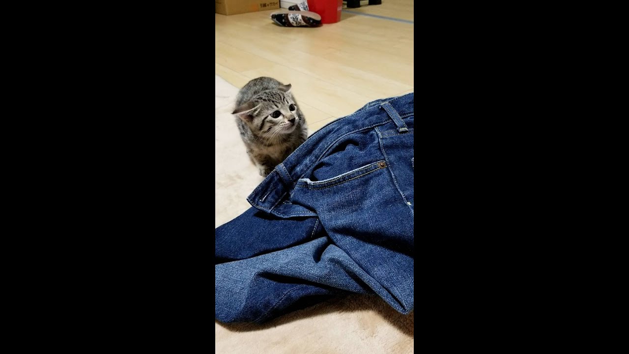 名前を呼ぶ度にわざわざタッチしに来る子猫が可愛すぎるｗ #shorts