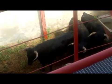 Encierro en Landete 2015.(Toros en los corrales)