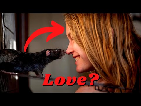 The 7 Hidden Signs That Your Rat Loves & Trusts You