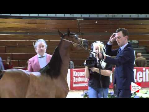 N.1 AL PIANISSIMA - Wels 2016 - Yearling Fillies (Class 1A)