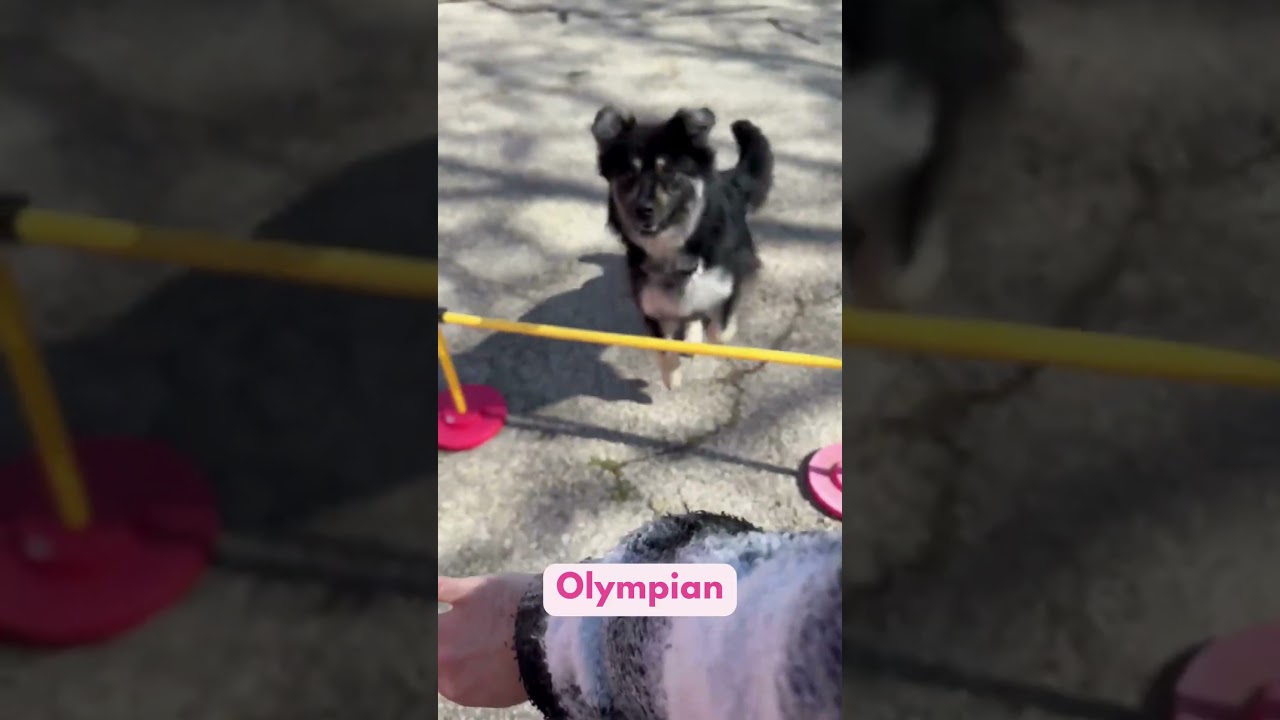 Enlarge ROXI, an adopted mixed breed in Toronto, ON video 4/4