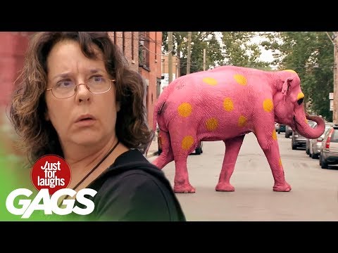 Pink Elephant Prank