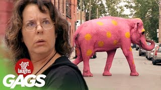 JFL Gags Pink Elephant Video