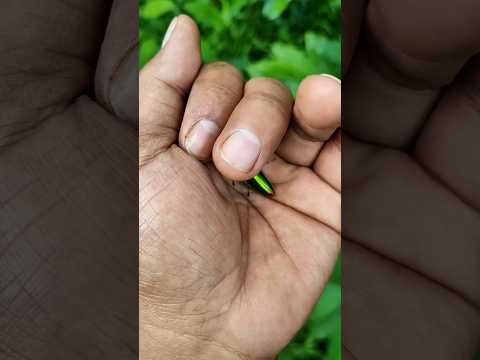 It is the Smaller shiny jewel beetle part2#beautifulinsects #nature #anyuniqueanimals #ins