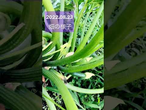 収量を促進するキュウリの仲間は何ですか?自分自身を教育してください！  庭園