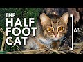 Rusty Spotted Cat The Smallest Cat In The World
