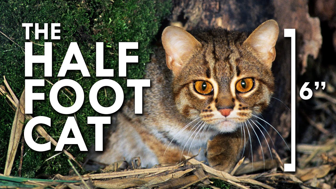 Rusty Spotted Cat: The Smallest Cat In The World