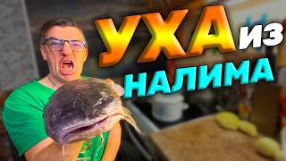Как пожарить налима как сварить налима как есть налима