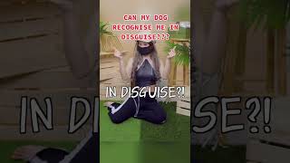 Can my dog recognise me in DISGUISE!