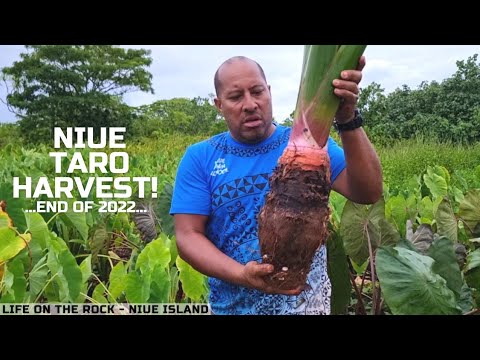We Harvest Some BIG TAROS Today! Taro Farming Life On Niue Island!