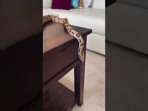 Baby Boa Constrictor