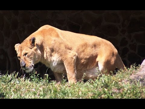 download lagu mp3 mp4 Brazil Zoo, download lagu Brazil Zoo gratis, unduh video klip Brazil Zoo