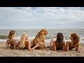 Dogue de Bordeaux and beautiful girls on the ...