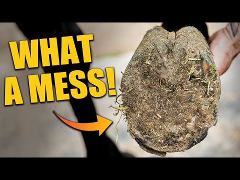 What a Mess – Watch This Hoof Transformation