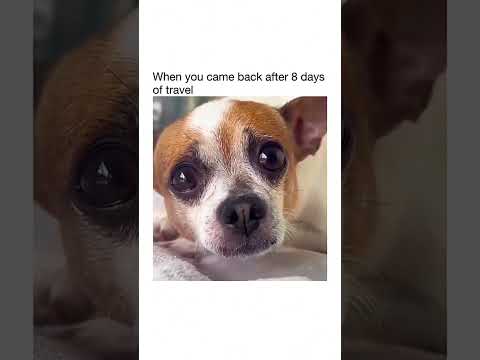 The Most Hilariously Cute Dog#funnydogs#cute#doglover#FunnyCuteDog#AdorablePuppy#FunnyCuteDog