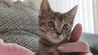 Maddie Talk: Treating URI in Cats with Dr. Mary Marcotte