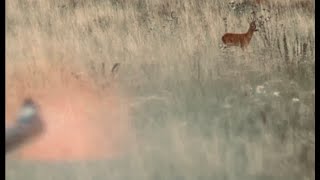 Bockjagd im Juli - Feld und Jagd