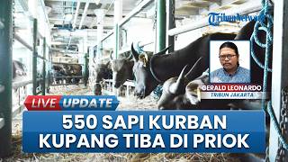 Penampakan 550 Sapi Kurban Kupang Tiba di Pelabuhan Tanjung Priok, Siap Didistribusikan di Jakarta