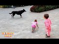 Monkey Kaka protects baby Diem when a ferocious dog approaches