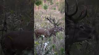 Rothirsch in der Brunft 🍂 #jagd #deer #jagen #nature #rotwild #rotwildbrunft #rothirsch